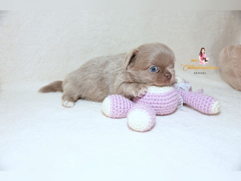 Chihuahua Welpen