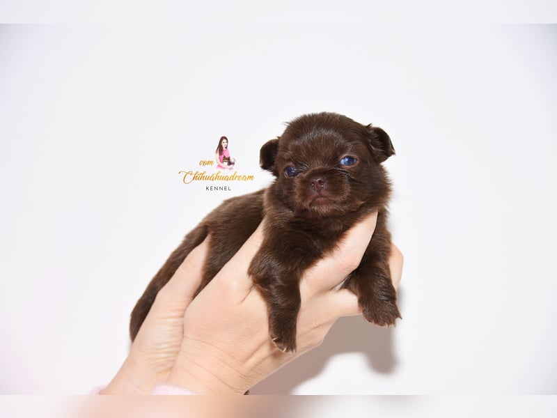 Chihuahua Welpen mit Ahnentafel