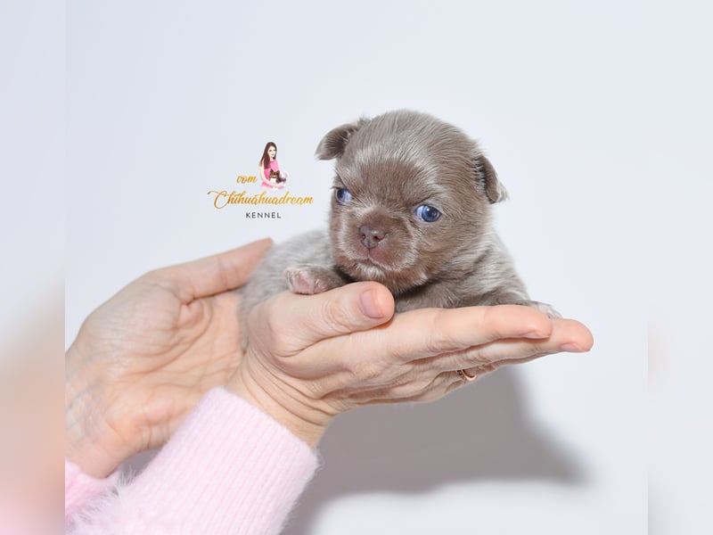 Chihuahua Welpen mit Ahnentafel