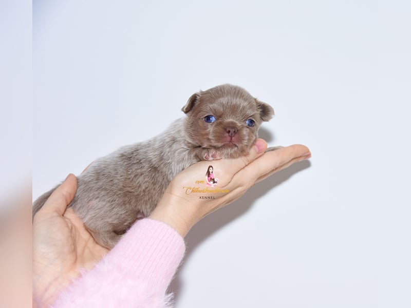 Chihuahua Welpen mit Ahnentafel