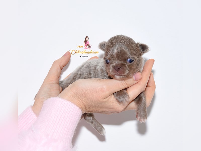 Chihuahua Welpen mit Ahnentafel