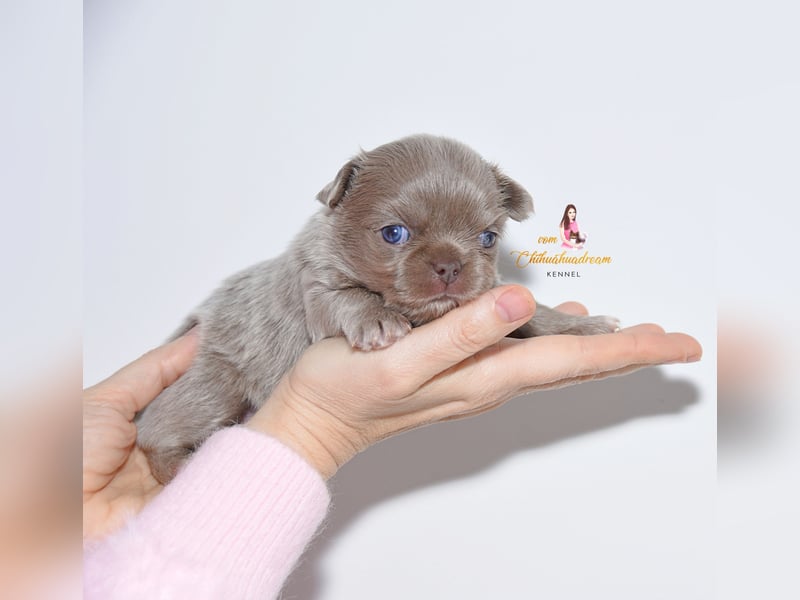 Chihuahua Welpen mit Ahnentafel