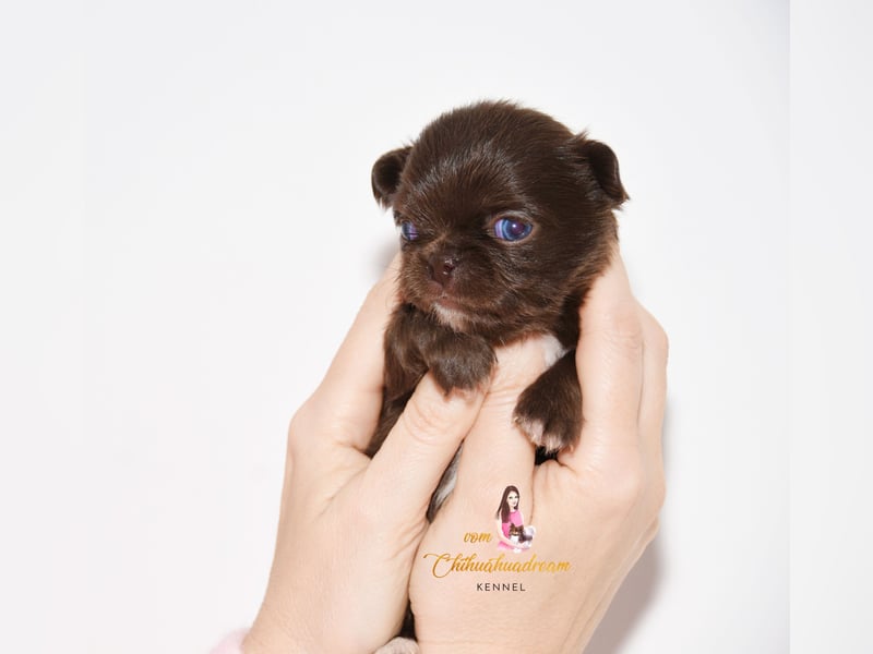 Chihuahua Welpen mit Ahnentafel