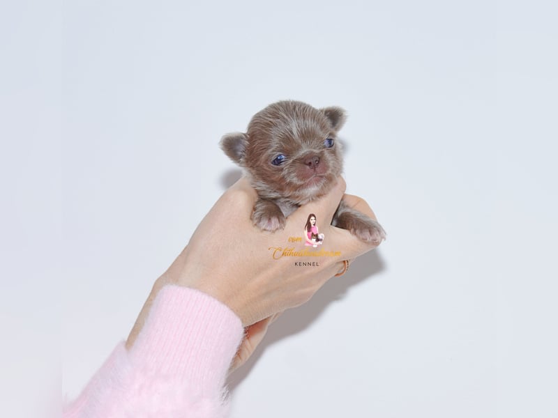 Chihuahua Welpen mit Ahnentafel