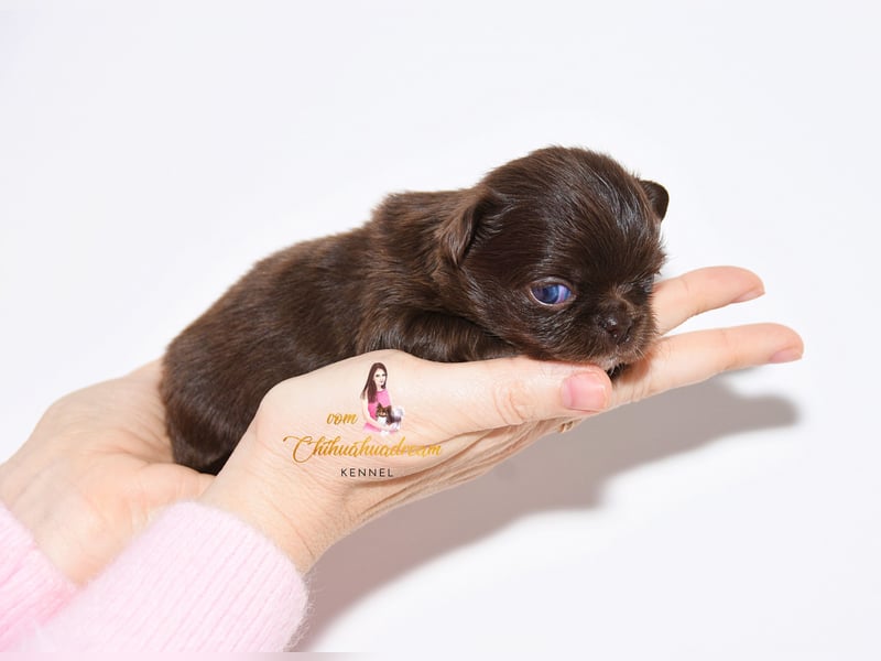Chihuahua Welpen mit Ahnentafel