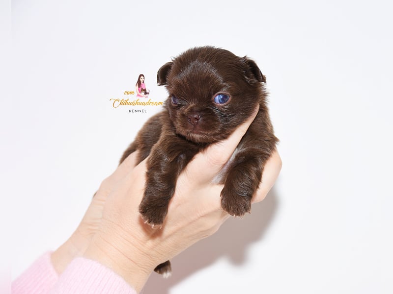 Chihuahua Welpen mit Ahnentafel