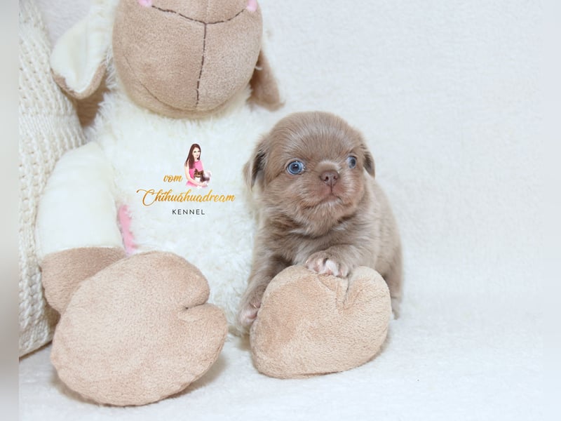 Chihuahua Welpen