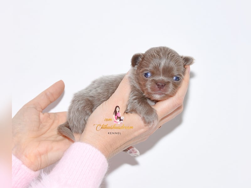 Chihuahua Welpen mit Ahnentafel