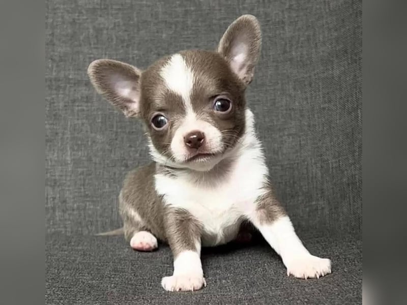 Chihuahua mini welpen