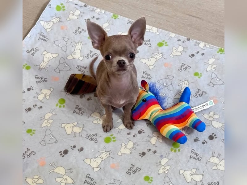 Chihuahua mini welpen