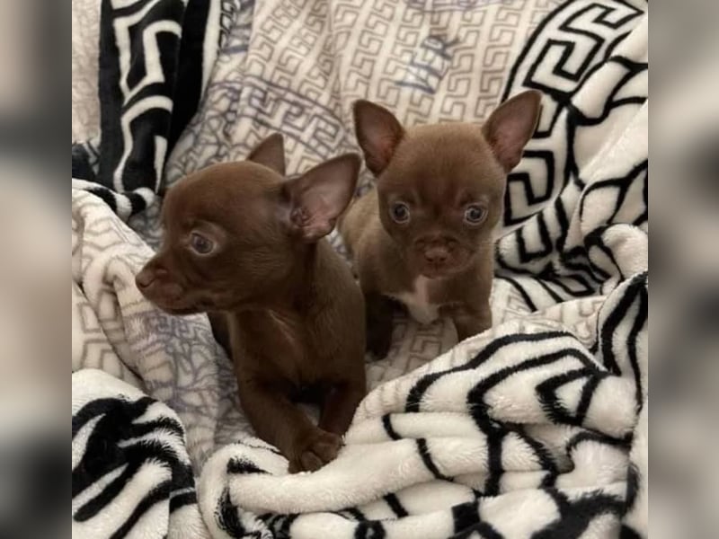 Chihuahua mini welpen