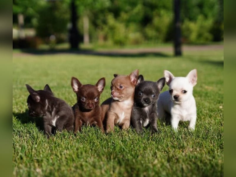 Chihuahua mini welpen