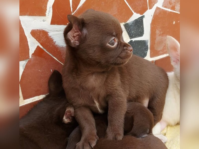 Chihuahua mini welpen