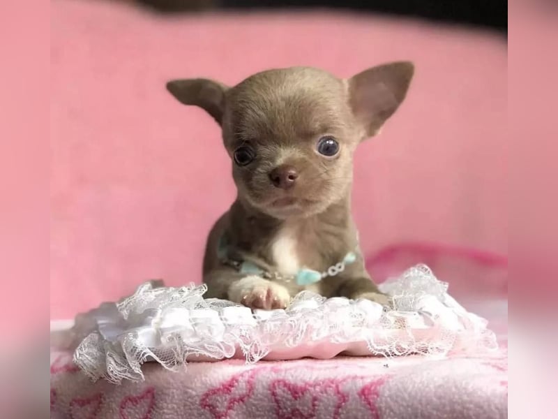 Chihuahua mini welpen