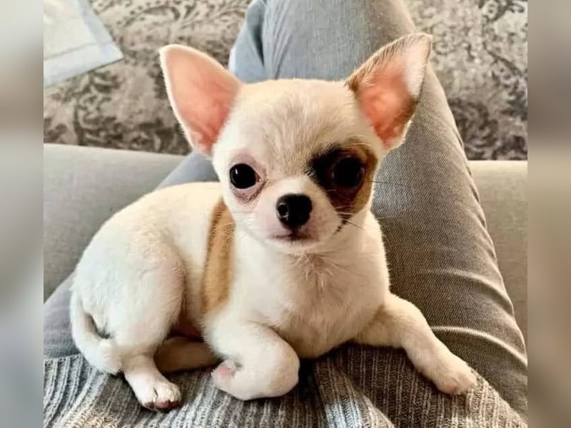 Chihuahua mini welpen