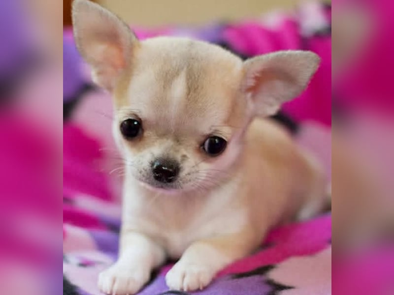 Chihuahua mini welpen