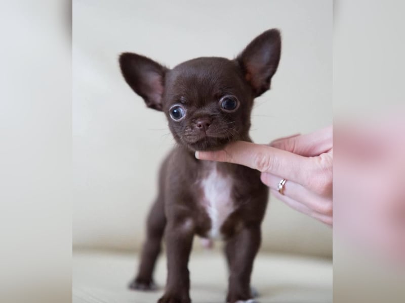 Chihuahua mini welpen