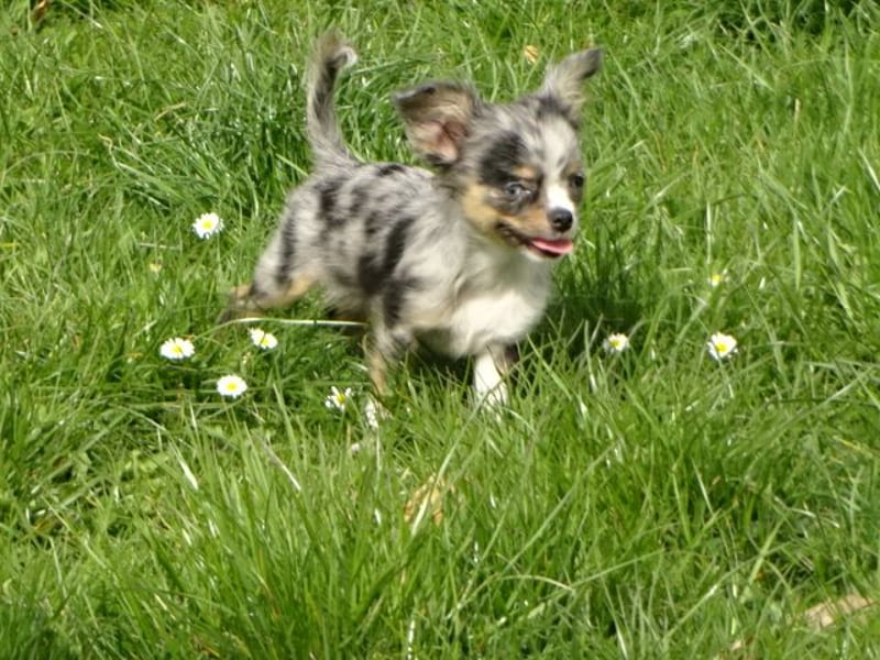 chihuahua Welpen abzugeben m w