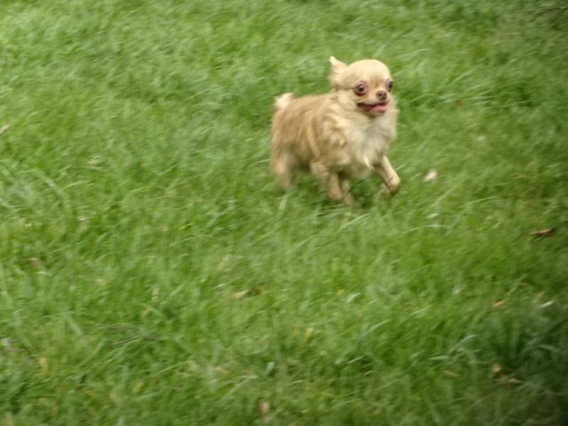 chihuahua Welpen abzugeben m w