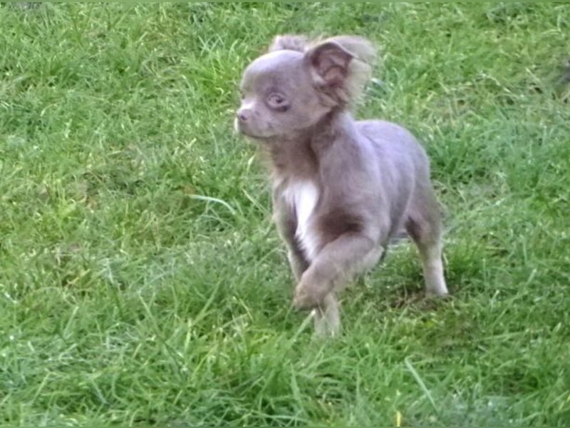 chihuahua Welpen abzugeben m w