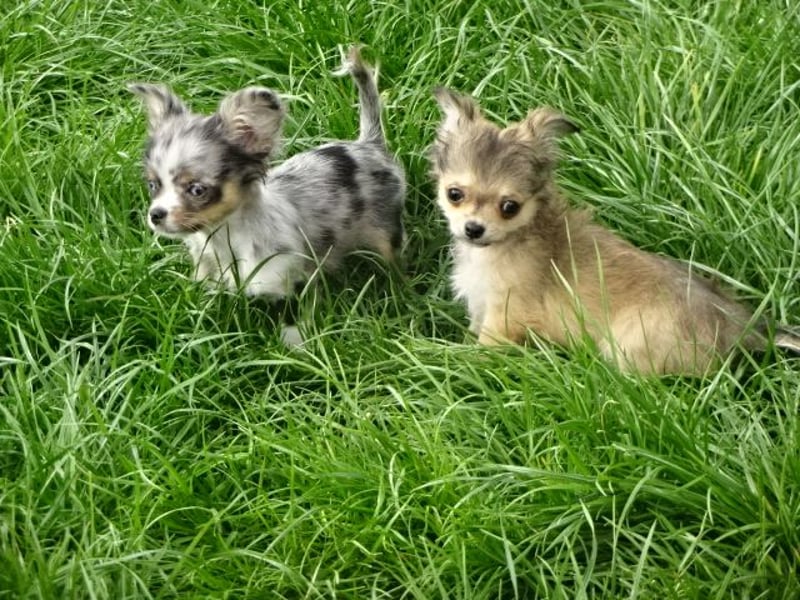 chihuahua Welpen abzugeben m w