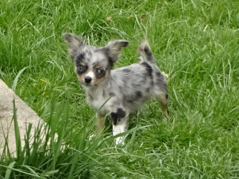 chihuahua Welpen abzugeben m w