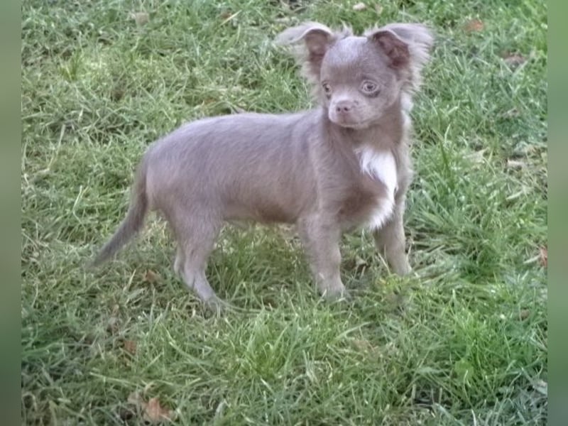 chihuahua Welpen abzugeben m w