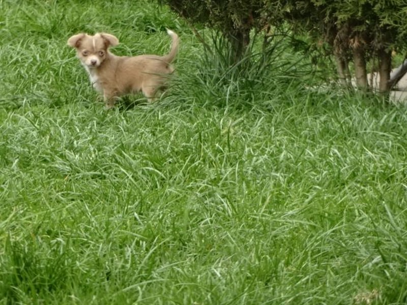 chihuahua Welpen abzugeben m w
