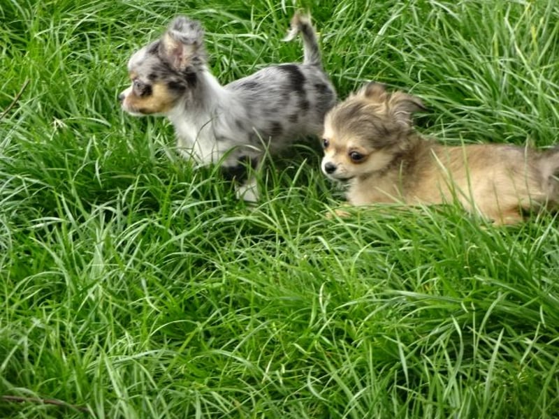 chihuahua Welpen abzugeben m w