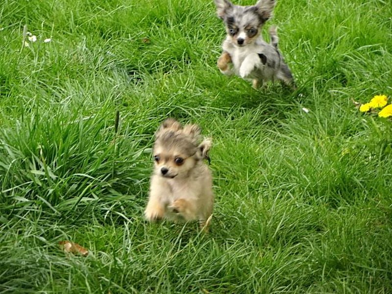 chihuahua Welpen abzugeben m w