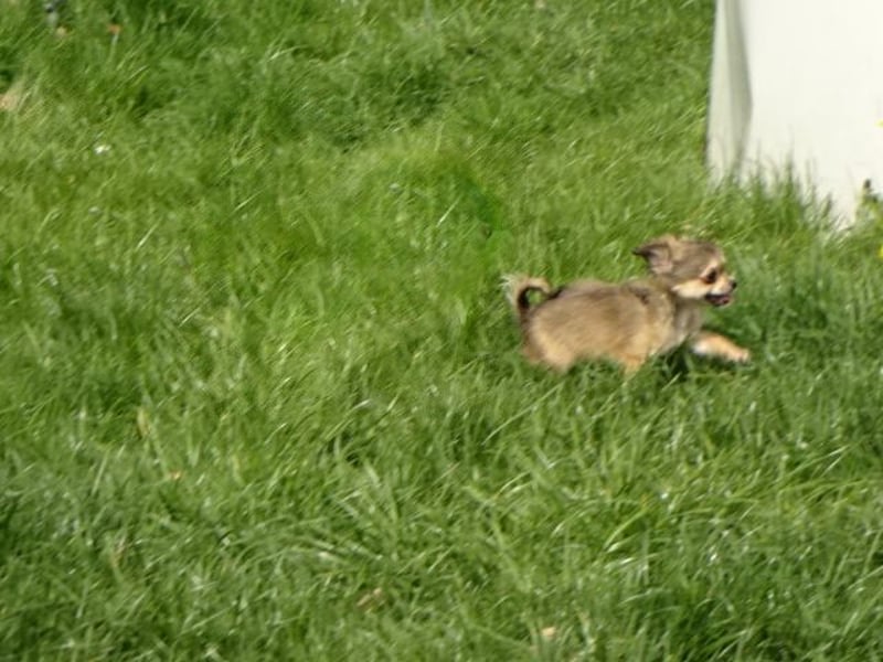 chihuahua Welpen abzugeben m w