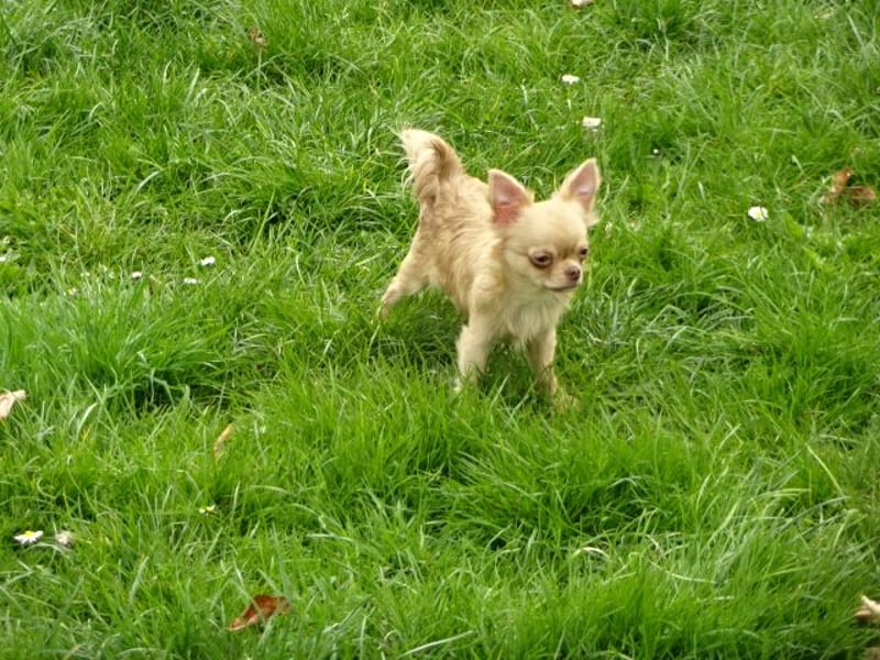 chihuahua Welpen abzugeben m w