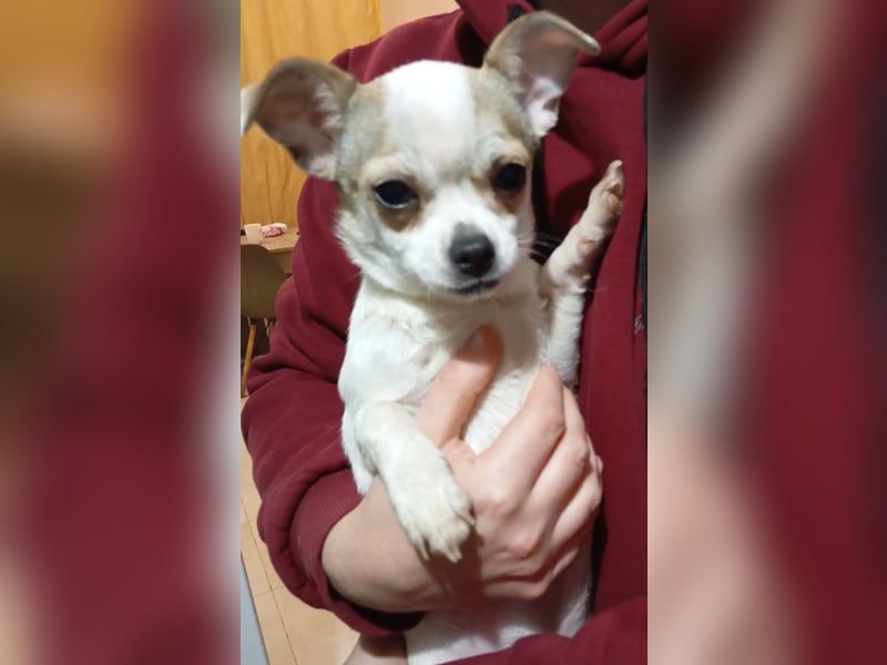 ❤️Bart + Mara...dürfen sie zusammen bleiben?