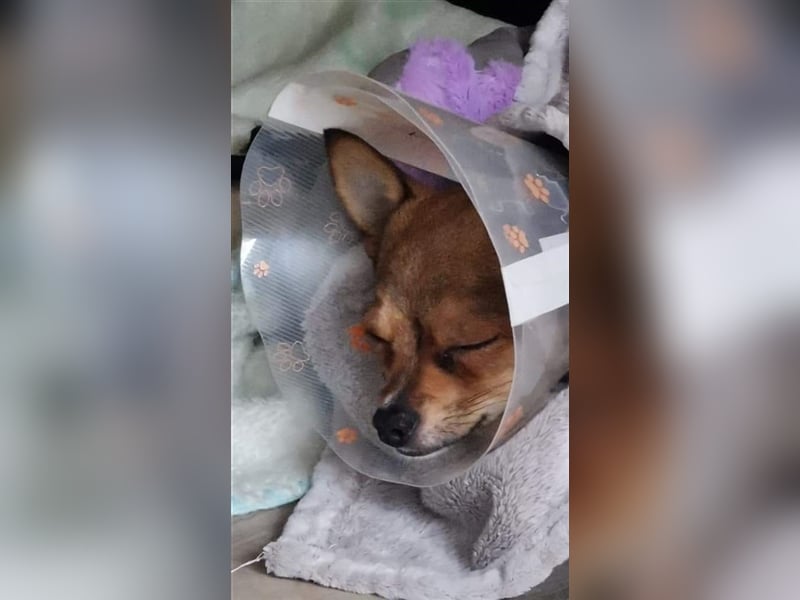 Lui - klein aber Oho