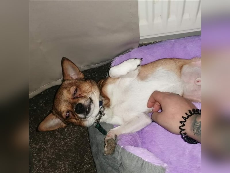 Lui - klein aber Oho