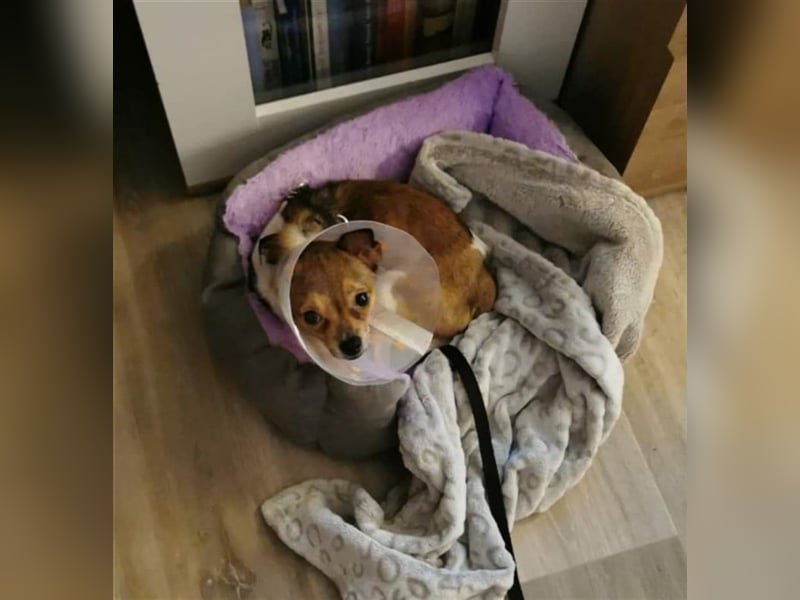 Lui - klein aber Oho