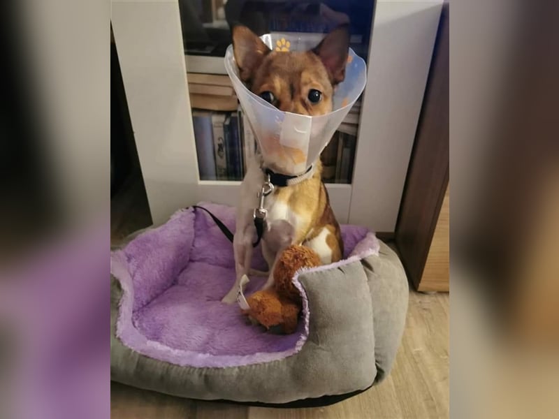 Lui - klein aber Oho