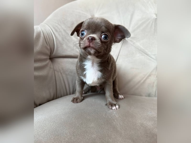 Chihuahua mini welpen