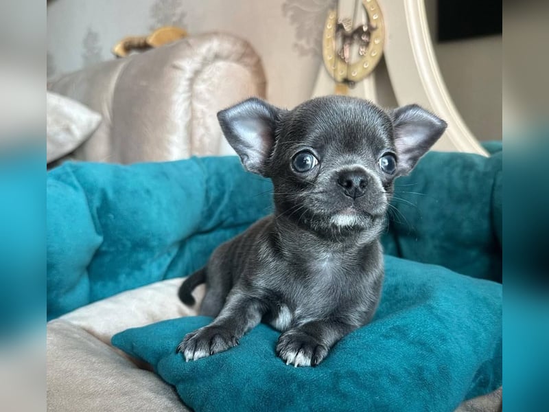 Chihuahua mini welpen