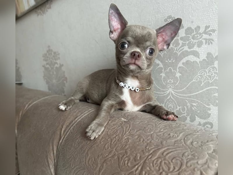 Chihuahua mini welpen