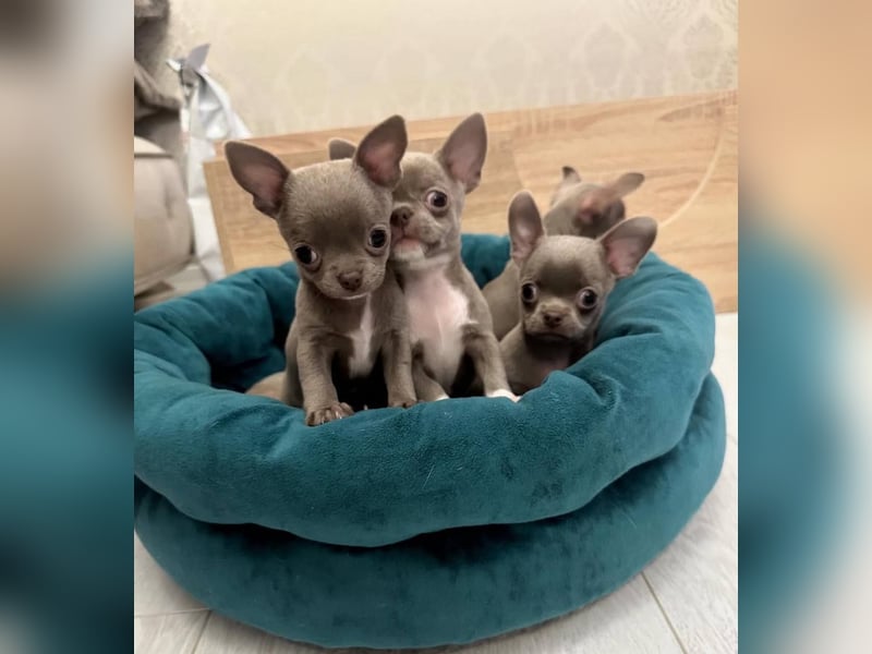 Chihuahua mini welpen