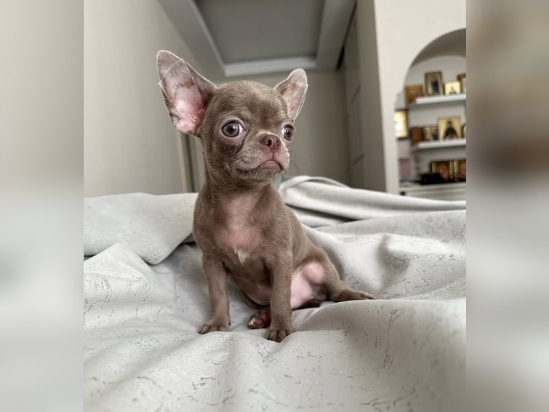 Chihuahua mini welpen