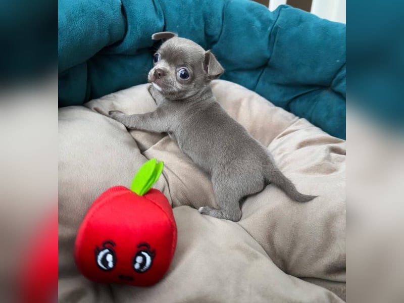 Chihuahua mini welpen