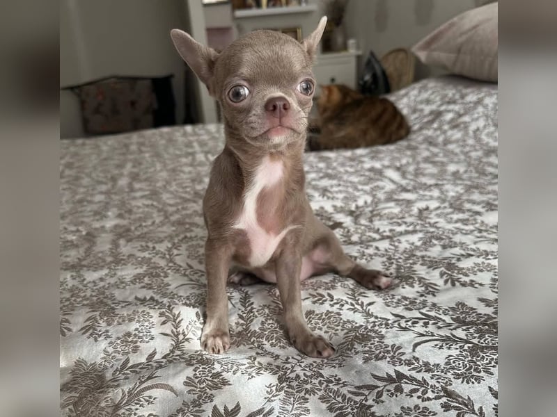 Chihuahua mini welpen