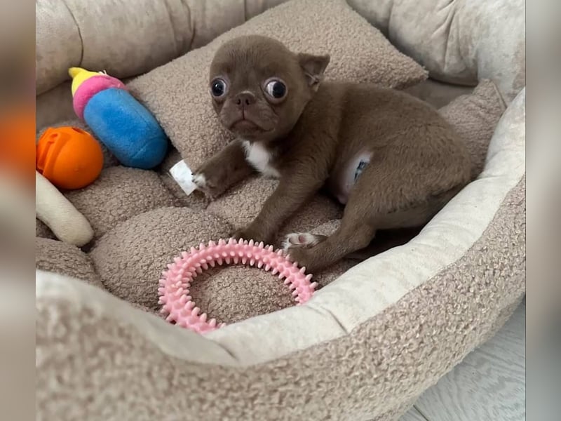 Chihuahua mini welpen