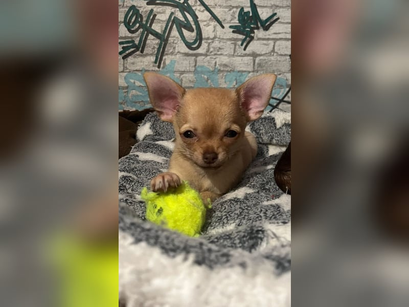 Chihuahua Hündin Welpe