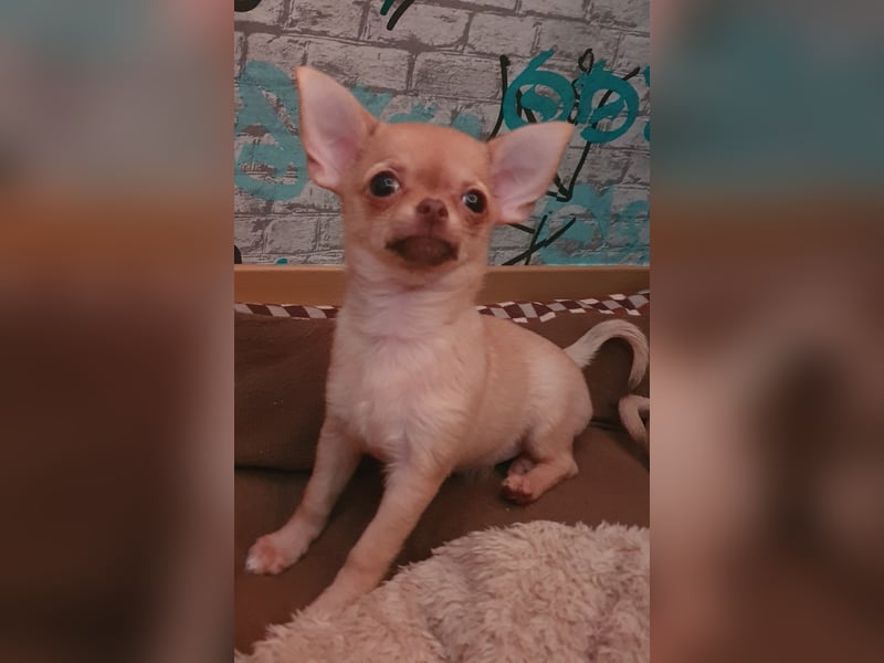 Chihuahua Hündin Welpe