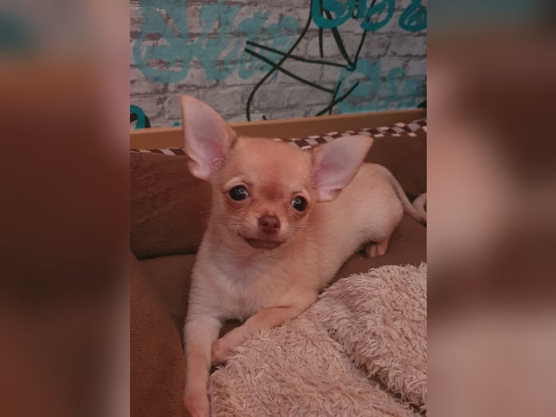 Chihuahua Hündin Welpe