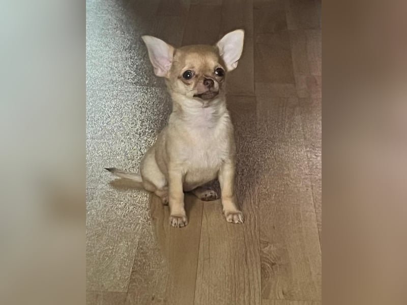 Chihuahua Hündin Welpe