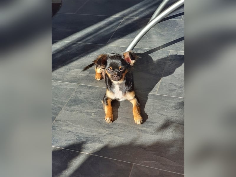 Super hübsche Black&tan langhaar Chihuahua Hündin aus bester Aufzucht